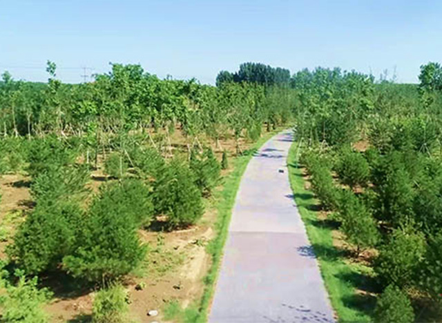 雄安新區2018年秋季植樹造林開工 規劃林地面積6.3萬畝