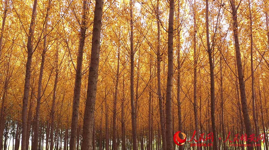 深秋的杨树林。李兆民摄