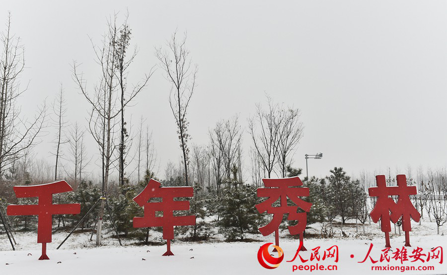 雪中的雄安新區(qū)“千年秀林”。劉向陽攝