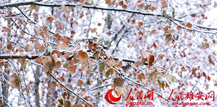 圖為雄安新區容城縣雪景。李兆民 攝