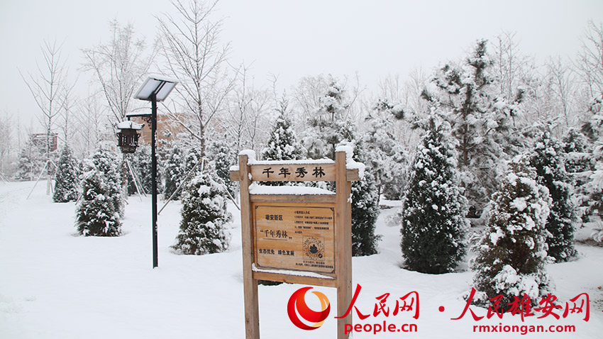 圖為千年秀林雪景。朱會營 攝