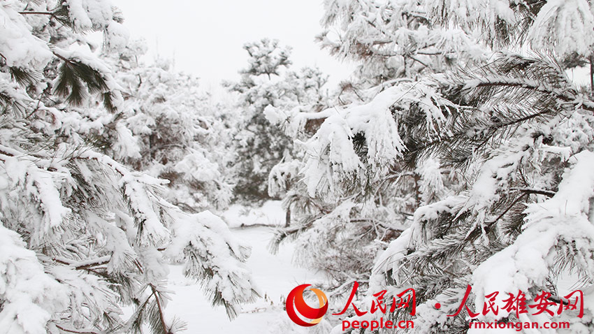 圖為千年秀林雪景。朱會營 攝