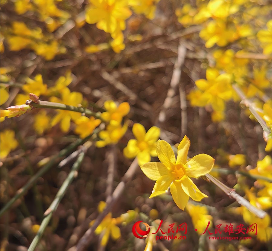 路邊的花朵。李兆民攝