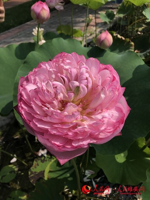 珍貴的重瓣蓮花。施雲娟/攝