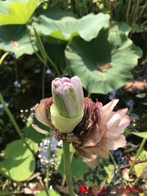 荷花大觀園中外名荷、蓮花薈萃，圖為從蓮蓬中央長出花瓣的珍貴名荷。施雲娟/攝