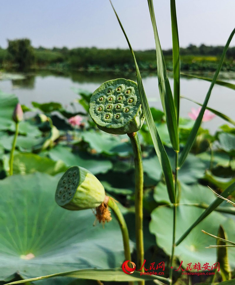 盛夏的果實-蓮蓬。蘇春丹/攝