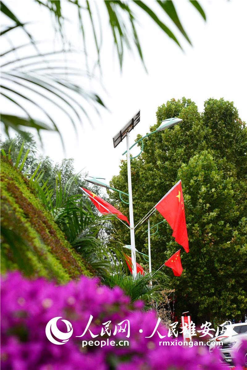 國旗和花團“點亮”雄安新區。朱峙委/攝