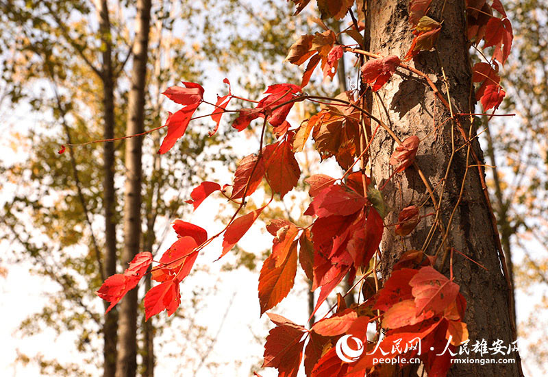 霜葉紅於二月花。竇薇�攝