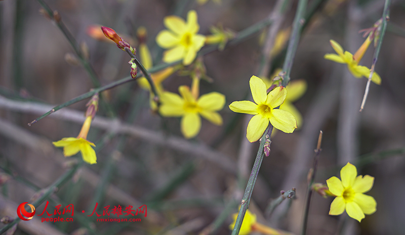 迎春花開。孫東鑫/攝