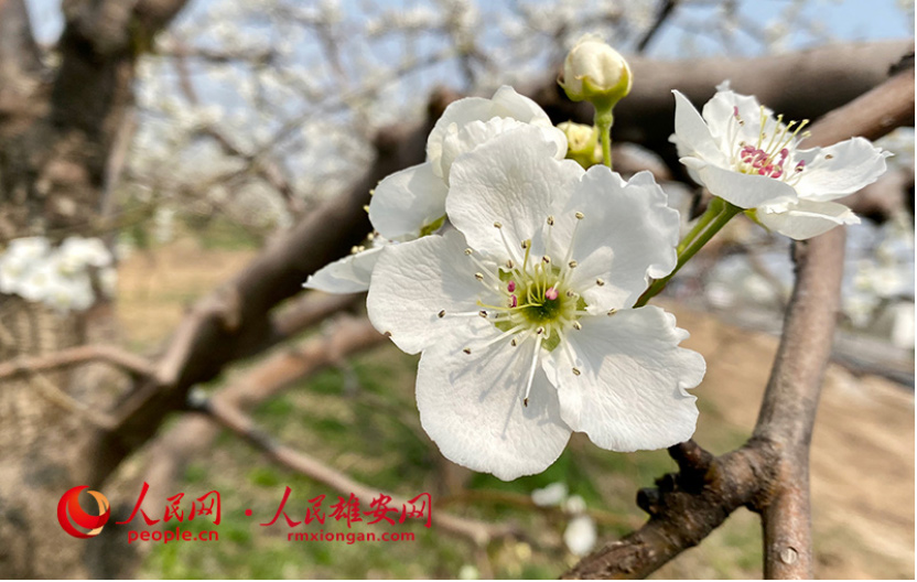 盛放的梨花給春日的雄安添了一抹亮色。人民雄安網 宋燁文/攝