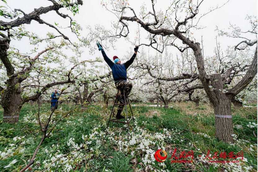 村民在為梨樹剪枝。任志偉/攝