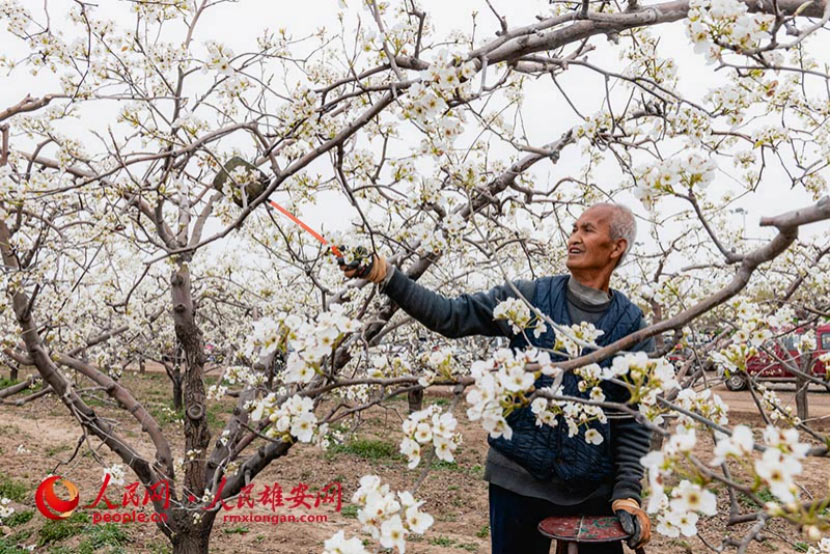 村民在為梨花授粉。任志偉/攝