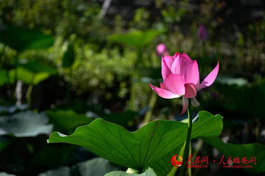 朵朵荷花亭亭玉立。劉艷素攝