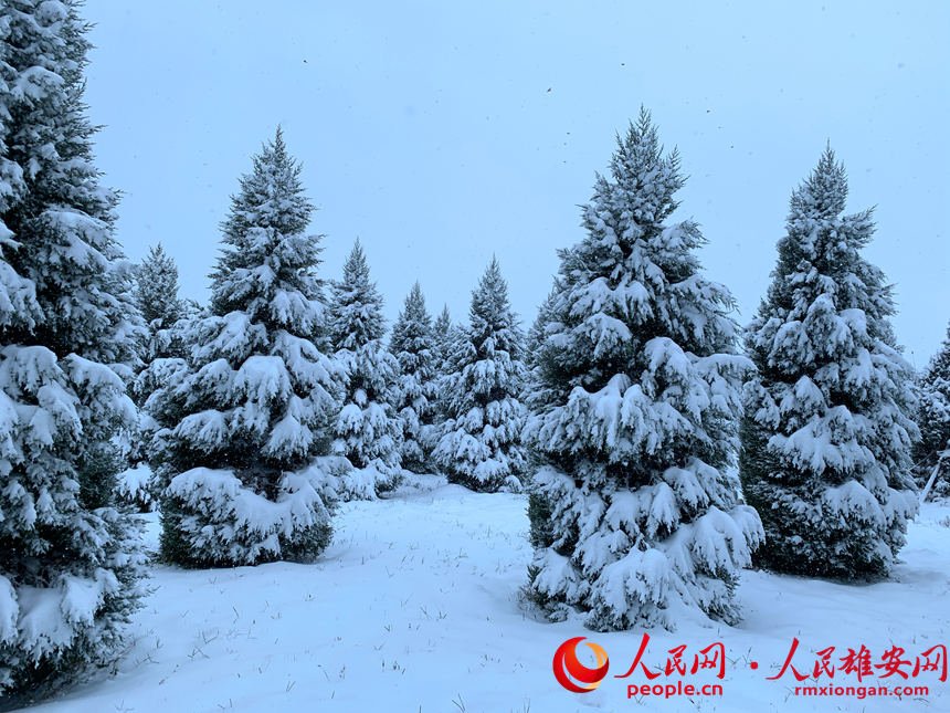 千年秀林雪景。朱會營攝