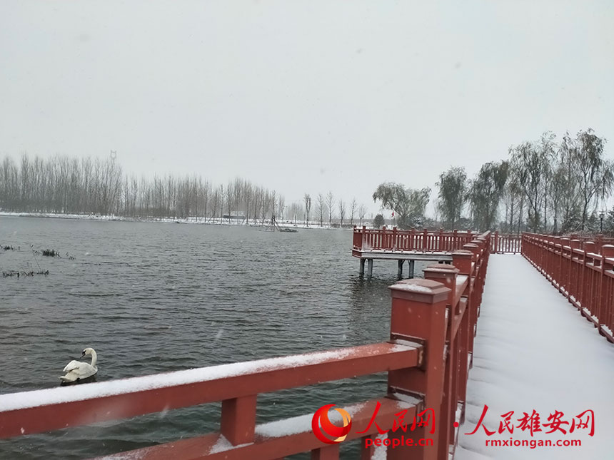 雪中的雄縣天鵝湖公園。劉清華攝