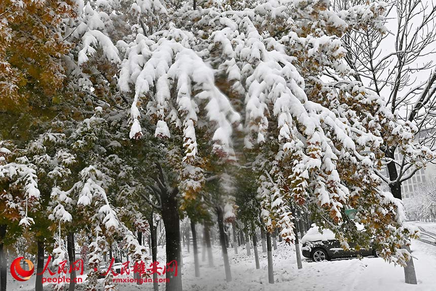 雄安雪景。劉向陽攝