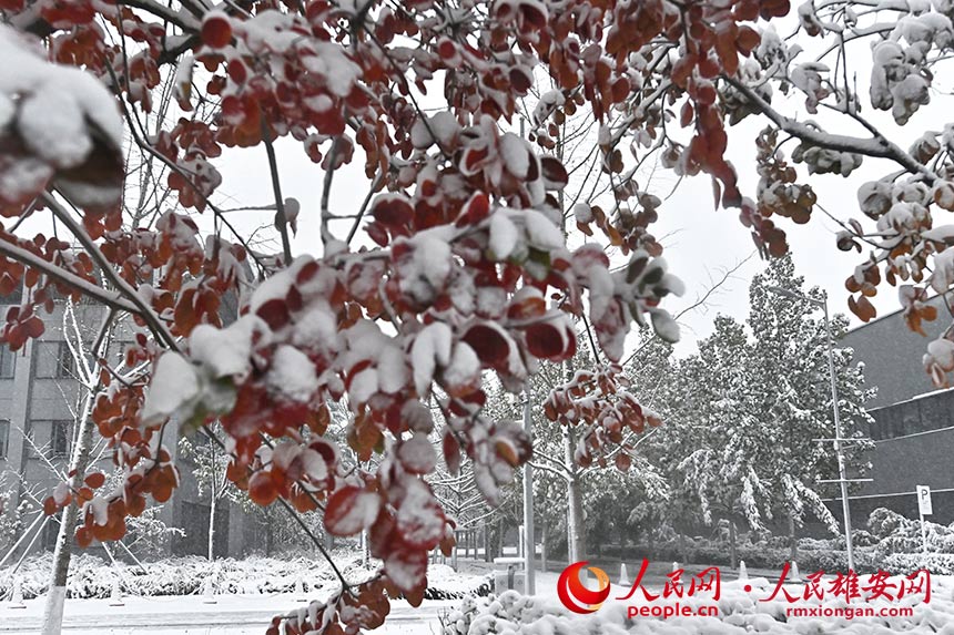 雄安雪景。劉向陽攝