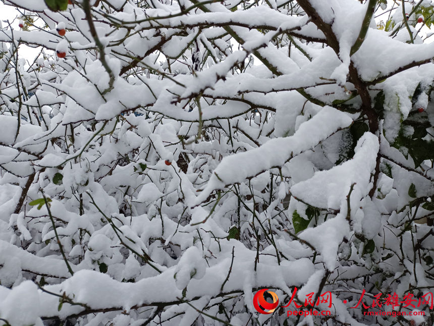 雄安雪景。趙麗芬攝