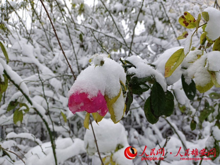 雄安雪景。趙麗芬攝