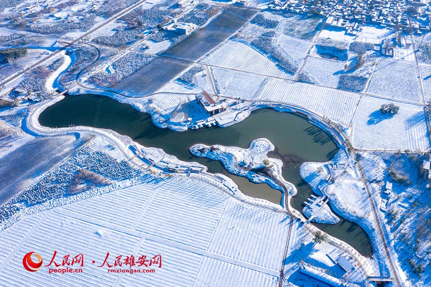 雪后雄安“千年秀林”。柴志攝