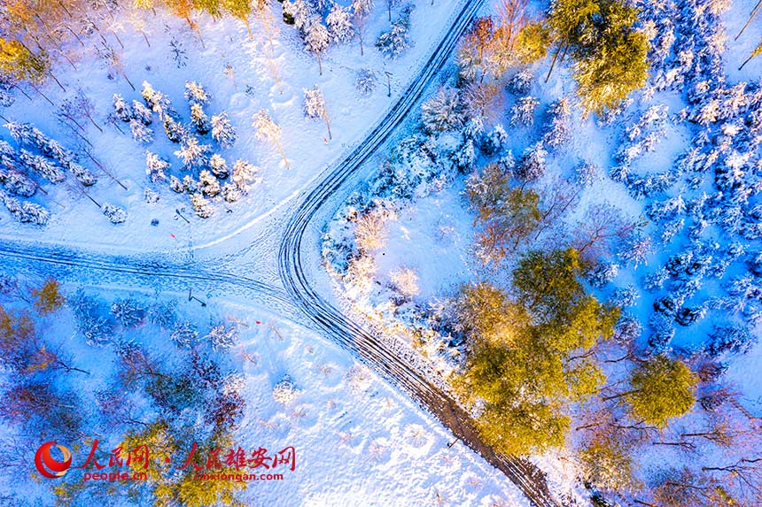 雪后雄安“千年秀林”。柴志攝