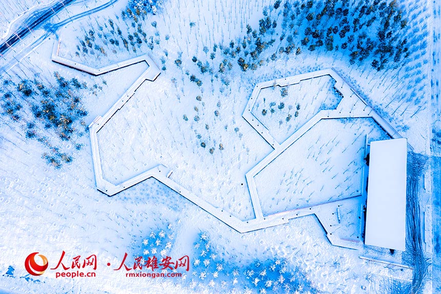 雪后雄安“千年秀林”。柴志攝