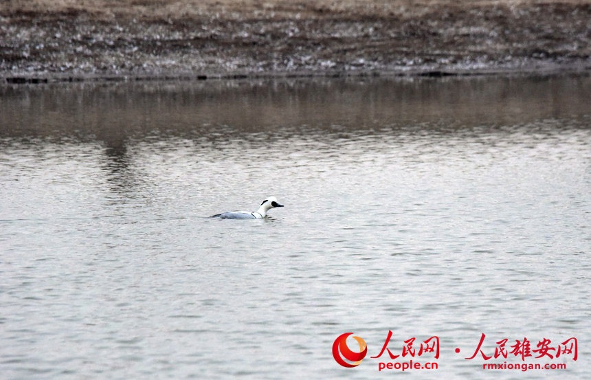 在孝義河濕地公園內棲息的斑頭秋沙鴨。韓戰橋攝