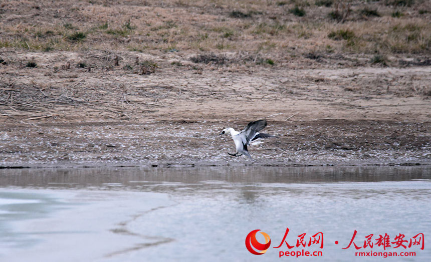 在孝義河濕地公園內棲息的斑頭秋沙鴨。韓戰橋攝