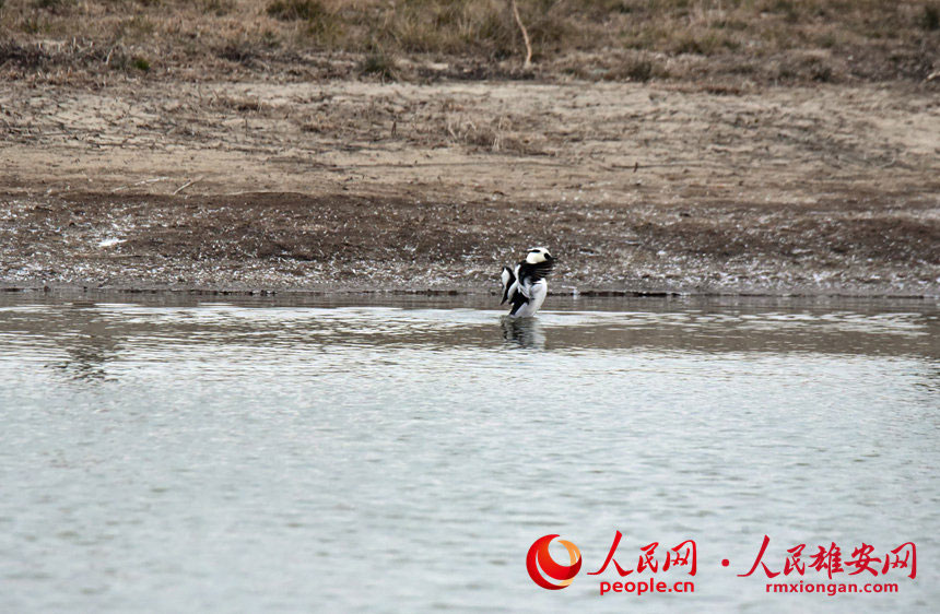 在孝義河濕地公園內棲息的斑頭秋沙鴨。韓戰橋攝