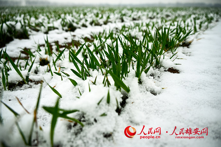 雪中的小麥。胡忠 攝