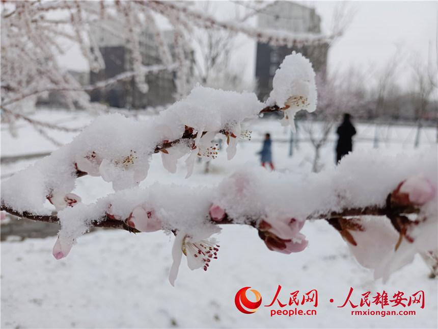 春雪壓枝頭。趙麗芬 攝