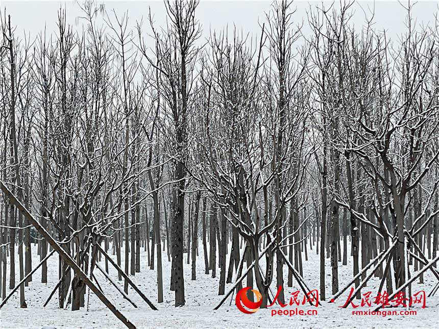 春雪落雄安。人民網 施雲娟攝