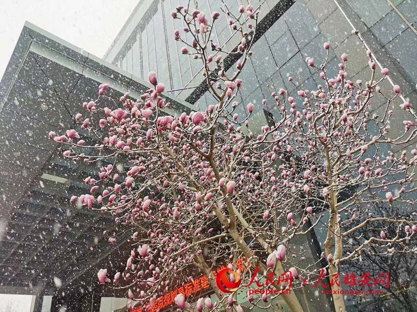 春雪落雄安。王偉 攝