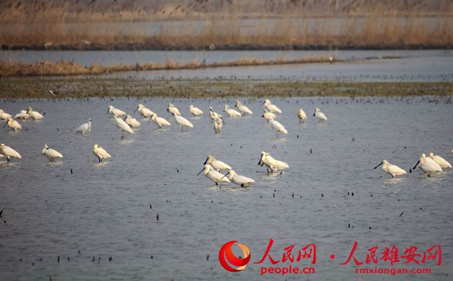 国家二级保护野生动物白琵鹭。齐明摄