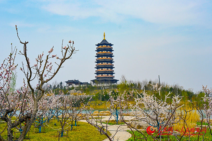 4月的雄安，春和景明。圖為悅容公園內，春色惹人醉。胡忠攝