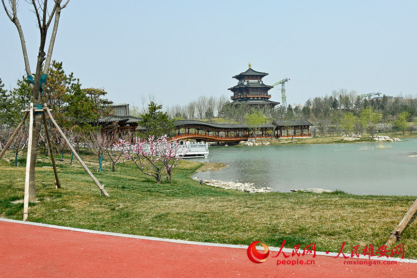 雄安悅容公園春意盎然。胡忠攝