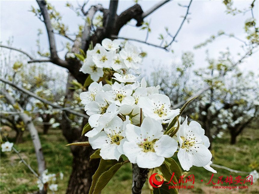 雄州梨灣梨花盛放。王子錚攝