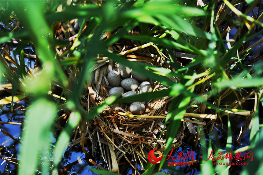 鳥兒在白洋澱的蘆葦從中筑巢產卵。張春嶺攝