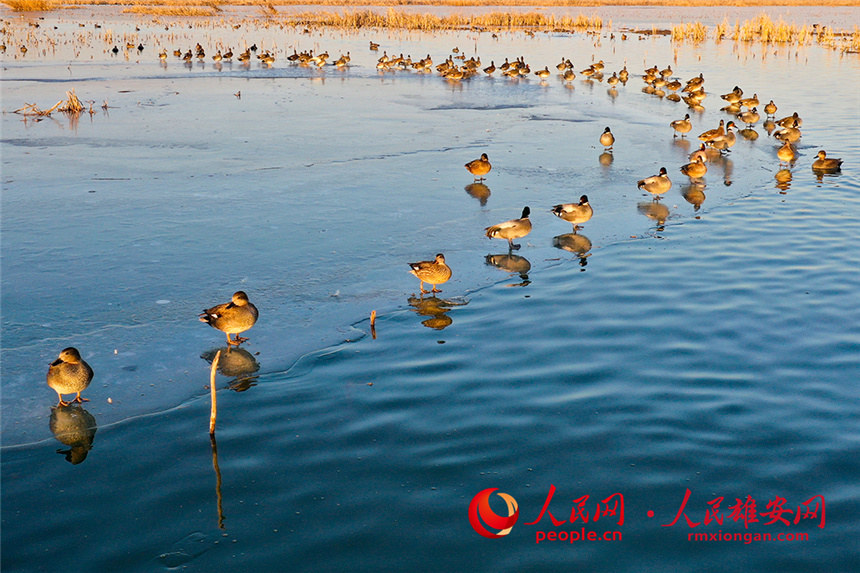 冬日正在水面嬉戲的羅紋鴨。張春嶺攝
