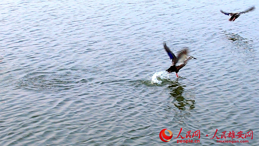 圖為一對斑嘴鴨從水面騰空飛起。高騰攝