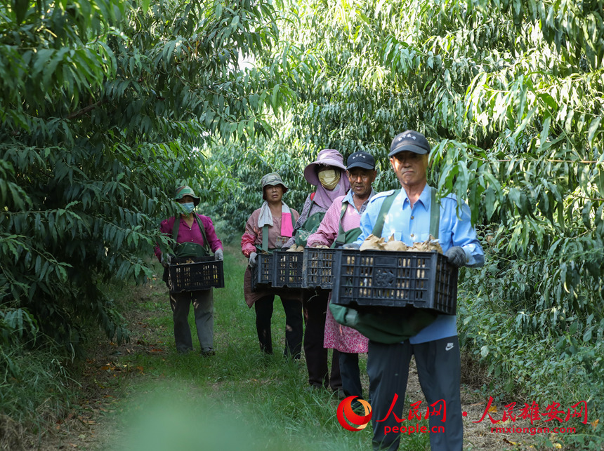 村民們正在搬運採摘好的桃子。人民網 李兆民攝