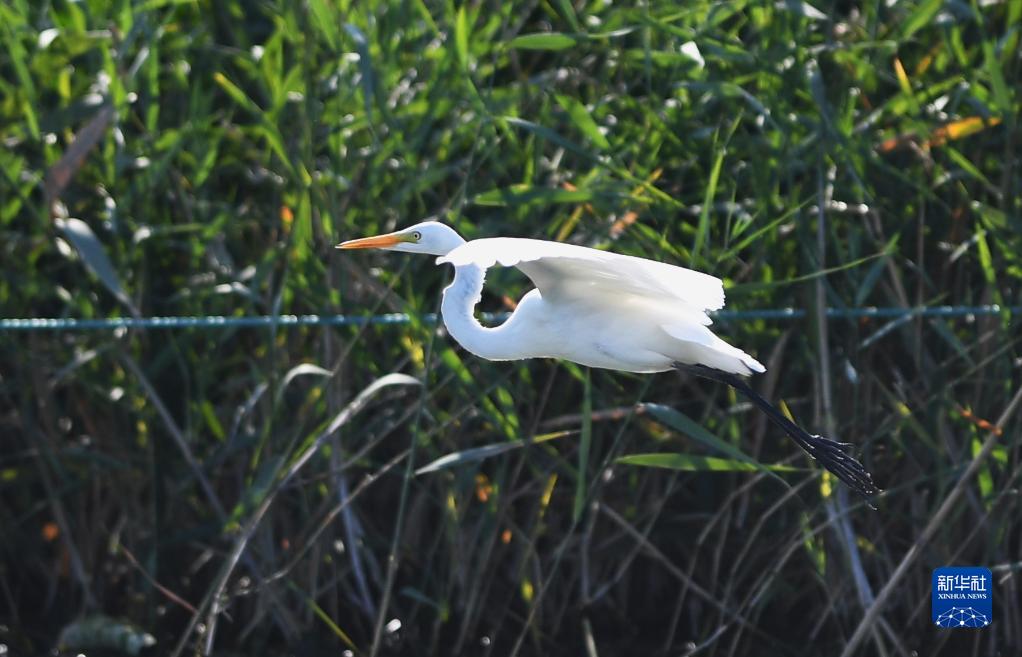 　這是在雄安新區白洋澱一處鳥類棲息地拍攝的白鷺（9月21日攝）。