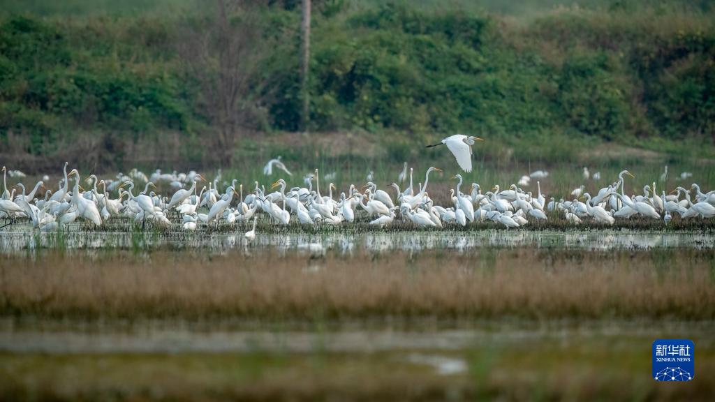 这是在雄安新区白洋淀一处鸟类栖息地拍摄的野生鸟群（2022年9月9日摄）。
