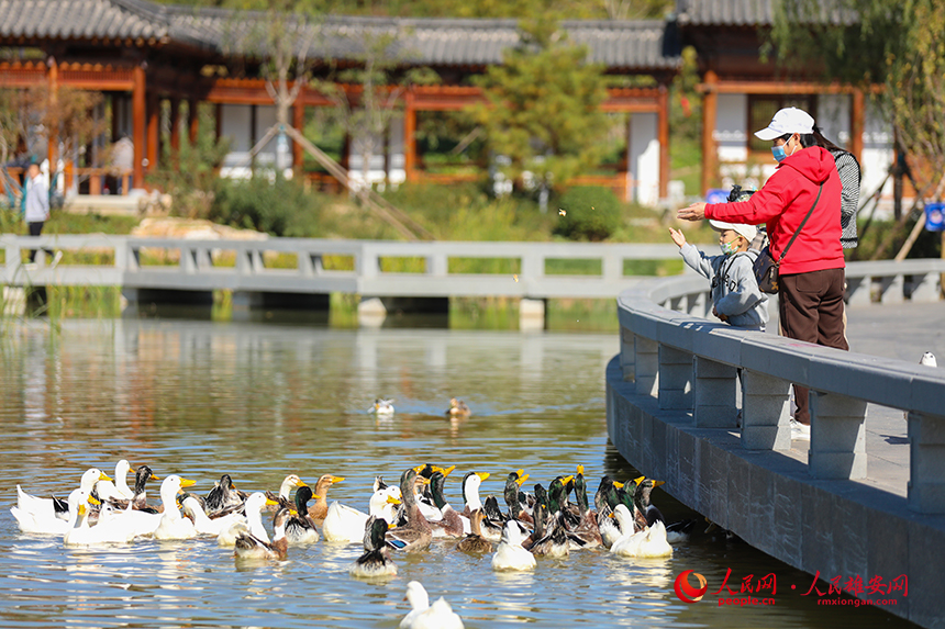 悦容公园游客们在喂鸭子。人民网 杨华龙摄