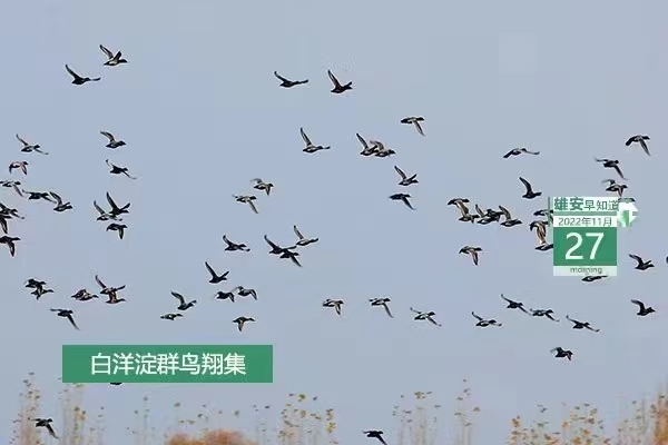                         ●雄安将成为中国式现代化从蓝图走向现实的重要实践基地。●点赞！雄安元素亮相“奋进新时代”主题成就展。●30+50。雄安明后年要完成这些“小目标”。●这些业务，在雄安“免申即享”“免跑即领”。●降温 10℃以上！雄安将迎来入冬最强寒潮。