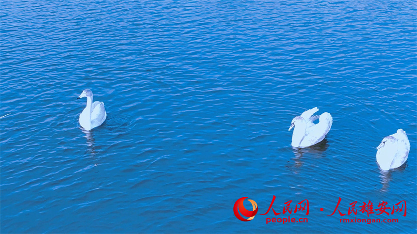 圖為大天鵝與一對疣鼻天鵝在白洋澱水面游動。陳法良攝