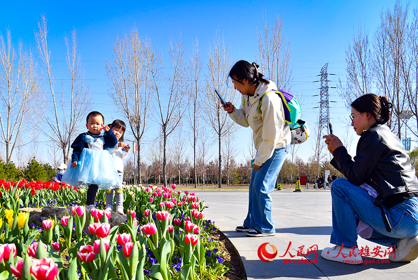 雄安悅容公園郁金香盛放，吸引了眾多游客前來踏青賞花。人民網 宋燁文攝
