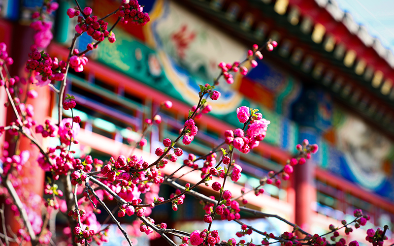 组图｜“打卡”属于雄安春天的味道