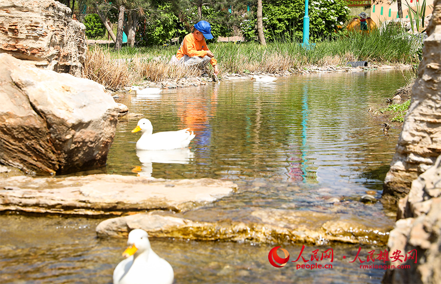 雄安辛瑪森林動物樂園內景。人民網 宋燁文攝