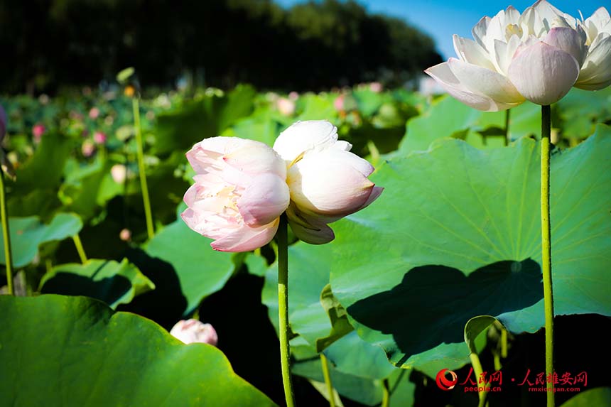 白洋澱中盛開的並蒂蓮。人民網 楊華龍攝